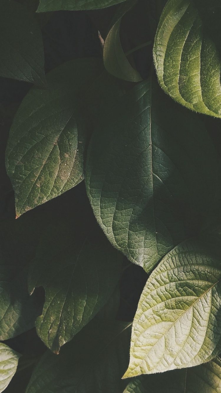 34 Sage Green Aesthetic Wallpapers You Can Download To Your iPhone For Free
