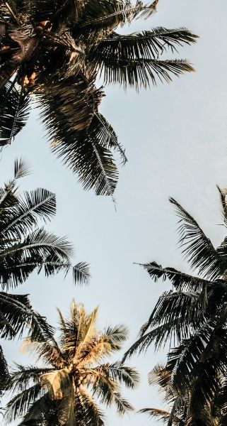 palmtrees