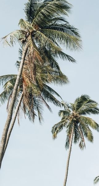 palmtrees blue sky