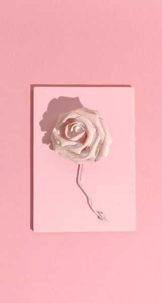 white rose wallpaper