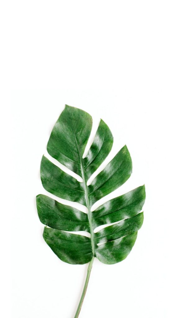single montsera leaf on white background