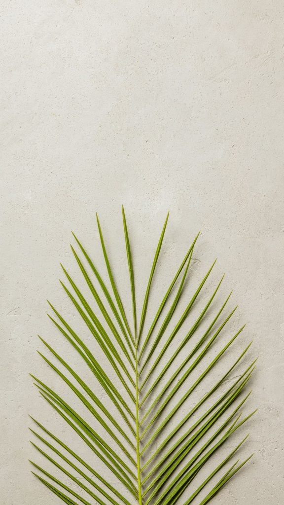 single palm leaf