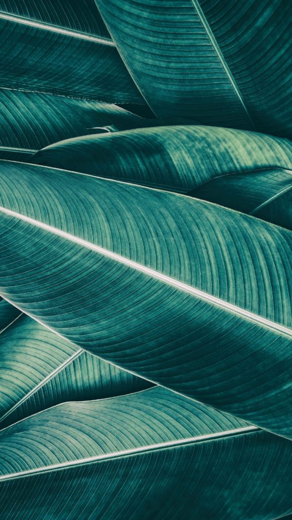 aesthetic banana leaves wallpaper iphone