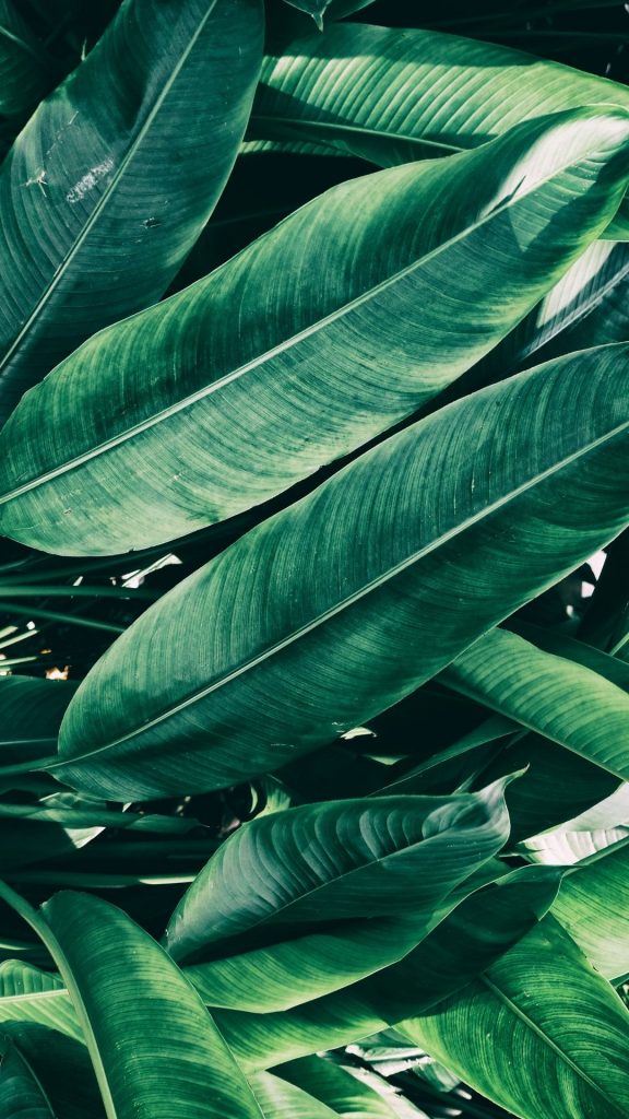 banana leaves wallpaper iphone