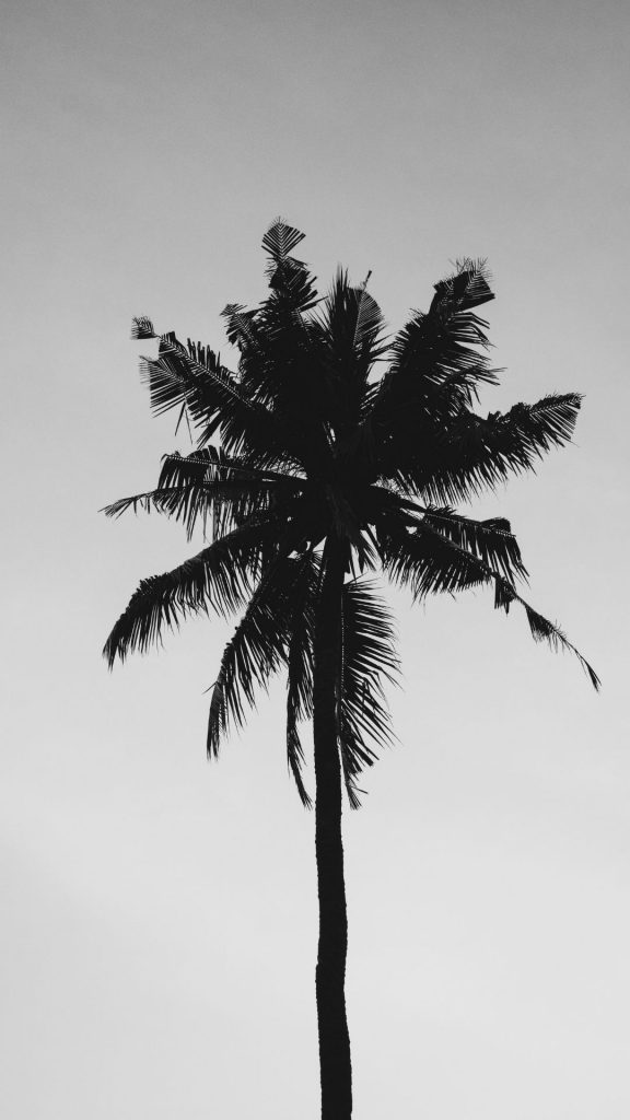 black and white palm tree