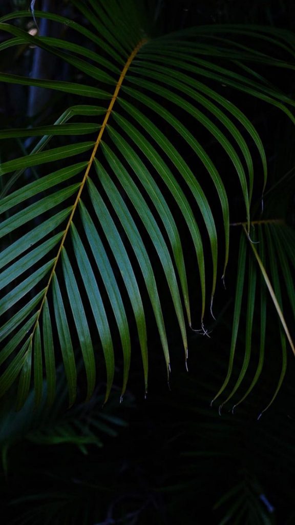 dark tropical leaves wallpaper