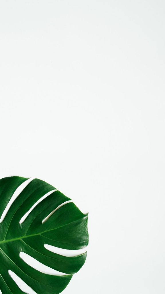 minimalist montsera leaf iphone wallpaper