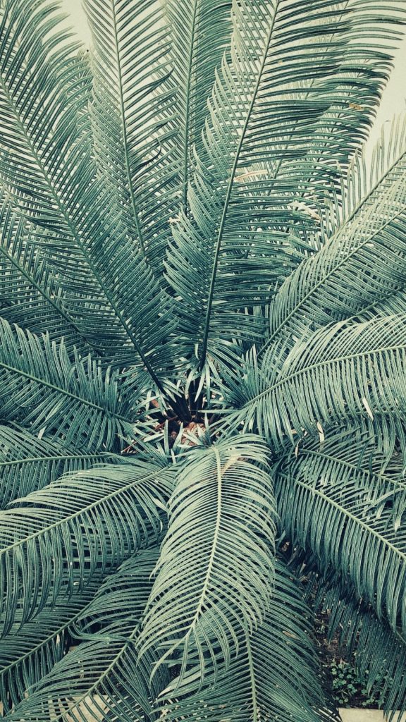 aesthetic palm tree wallpaper