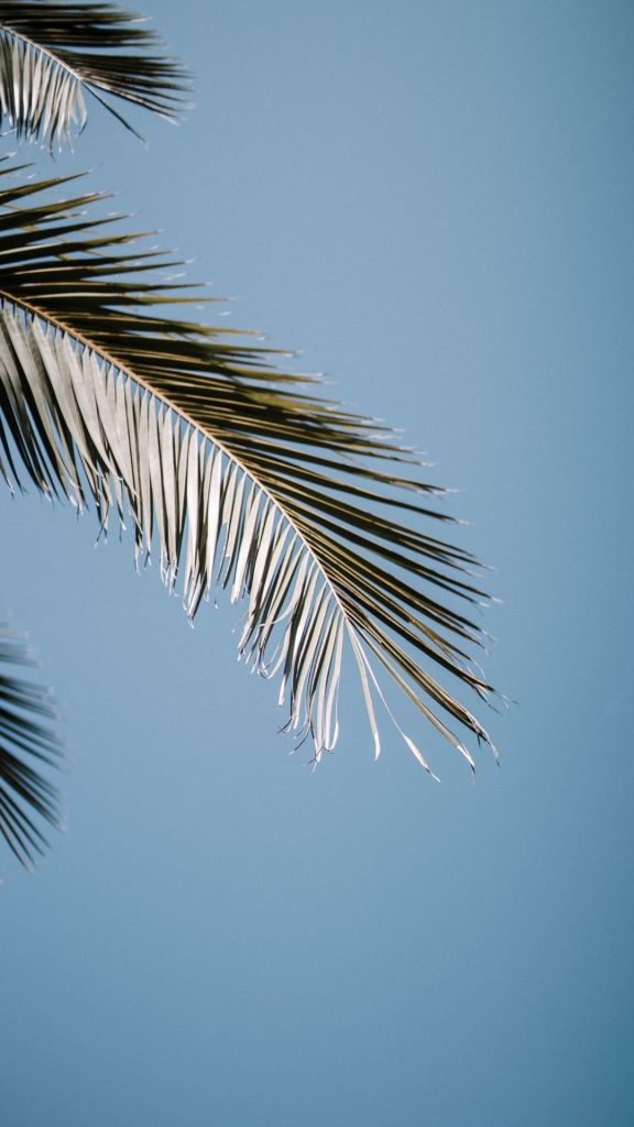 palm tree wallpaper iphone