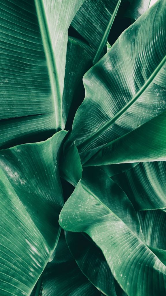 tropical green jungle leaves