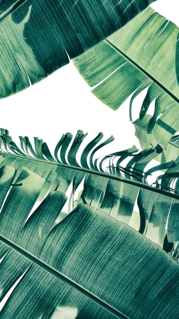 tropical banana leaf wallpaper