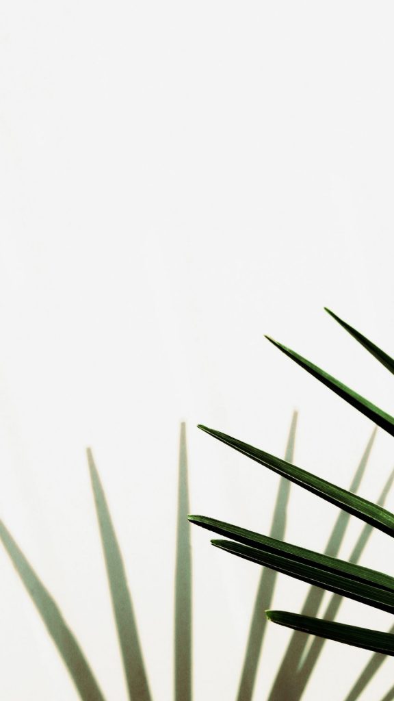 minimalist tropical leaves