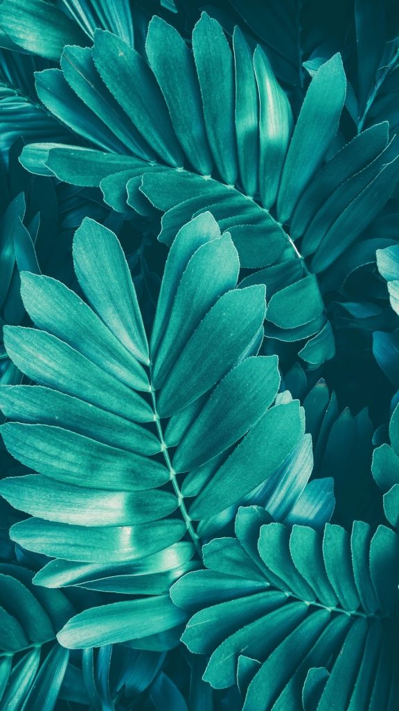 tropical leaves wallpaper