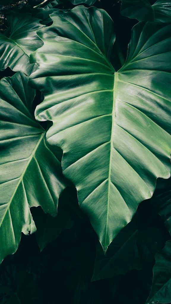 tropical leaves on dark background