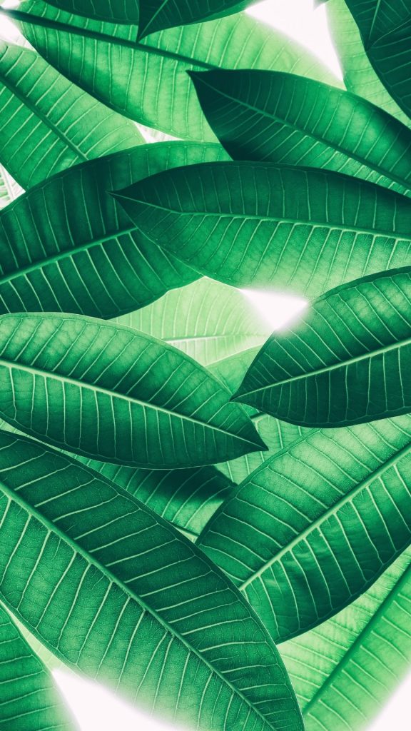 green tropical leaves wallpaper