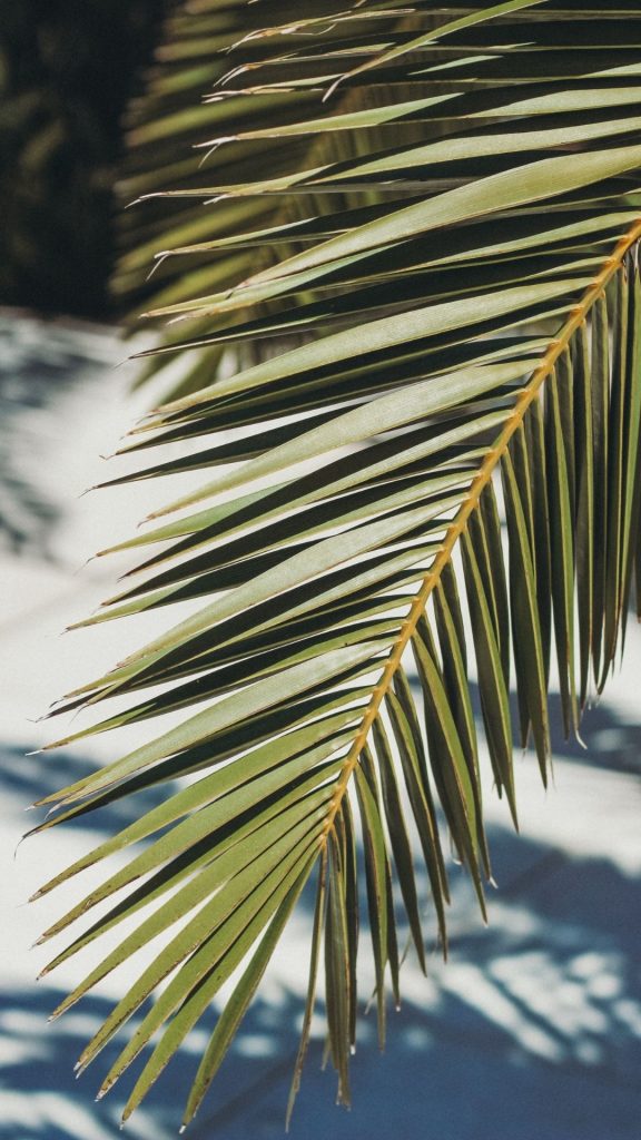 palmtree wallpaper hd