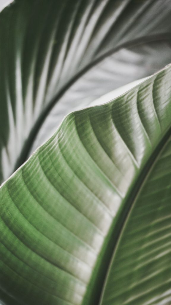 tropical leaves