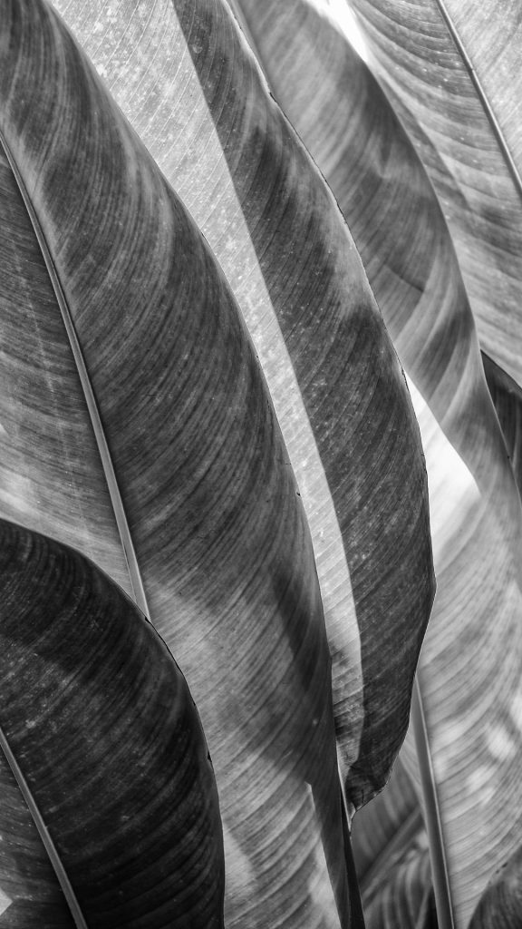 tropical leaves wallpaper