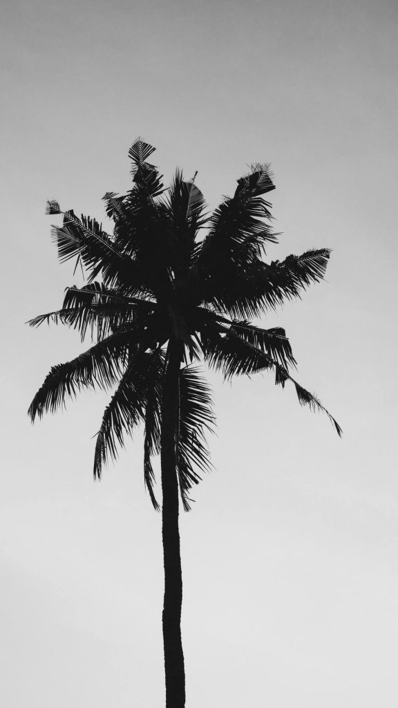 hd dark wallpaper with palmtree
