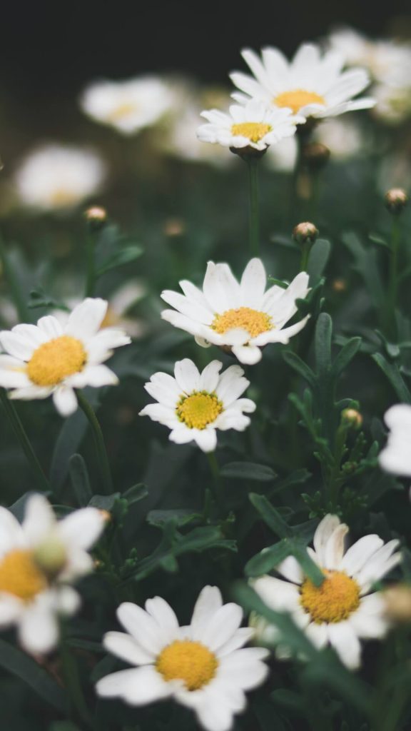 daisy flowers wallpaper