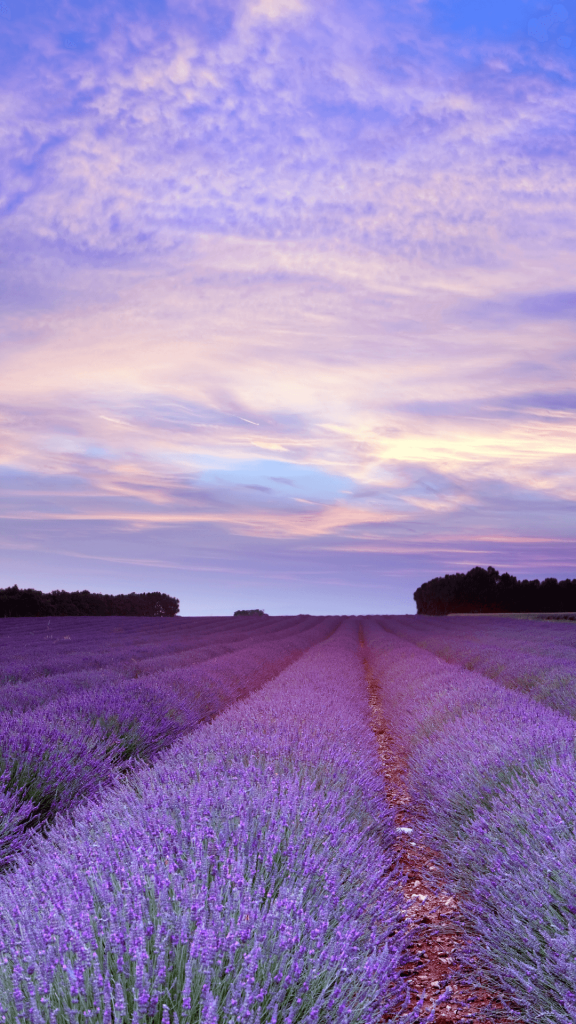 lavender field wallpaper iphone