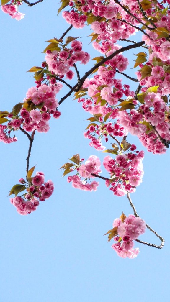 pink blossoms wallpaper