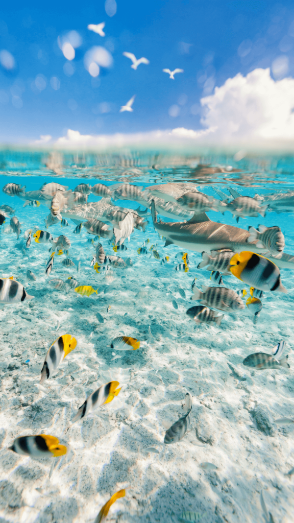 tropical fish underwater wallpaper