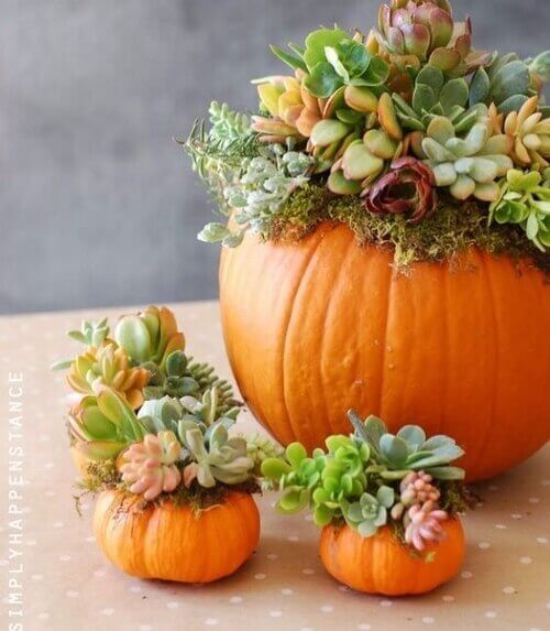 Fall décor ideas pumpkin succulent planter